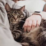 Wat katten ons leren over mindfulness